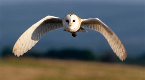 Barn Owl Facts - Goodenbergh Leisure