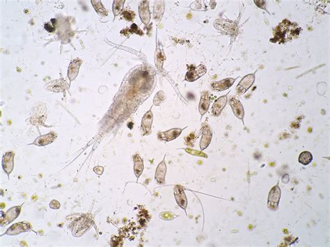 Freshwater Phytoplankton