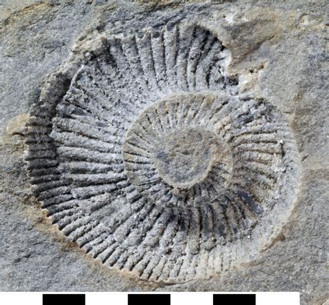 Fossil images - British Antarctic Survey An impression of an ammonite ...