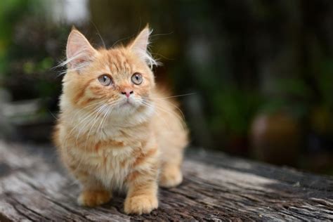 115 Small Cat Names for the Littlest Kitty Breeds | Hepper