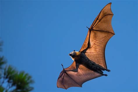 Flying Foxes: The Largest Bats in the World - WorldAtlas.com