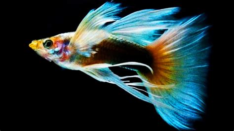 10 Most Beautiful GUPPY Around the World|Part-28| Daily Guppy Videos ...