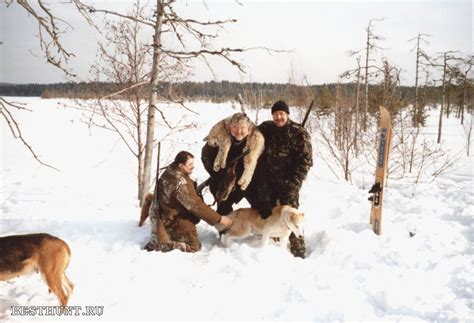 Eurasian Lynx hunting