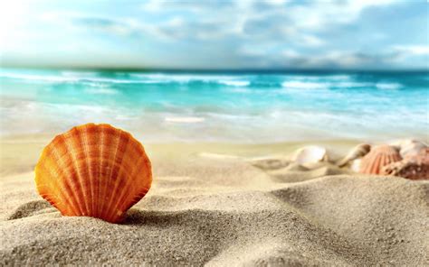 Shell, beach, sea #beach #sand #shell #sea #Summer #2K #wallpaper # ...