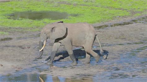 Congo Basin's endangered wildlife find unlikely guardians | PBS ...