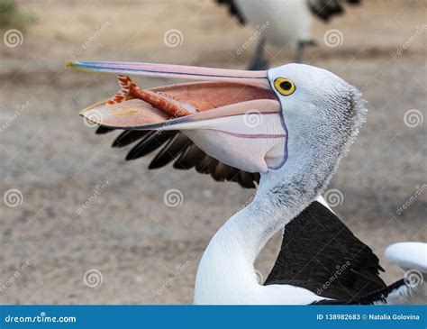 Australian Pelican Pelecanus Conspicillatus with Fish in Its Big Beak ...