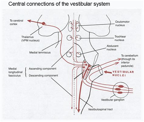 Anatomy 530a at UWO (Functional Neuroanatomy) | Learn faster ...