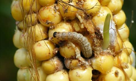 European Corn Borer Insect Facts | Ostrinia Nubilalis - Wiki Point