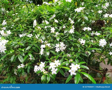 Image of Crape Jasmine Flower Stock Image - Image of small, herb: 227950041