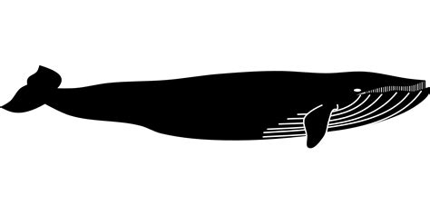 Blue whale Marine mammal Animal - whale png download - 1920*960 - Free ...