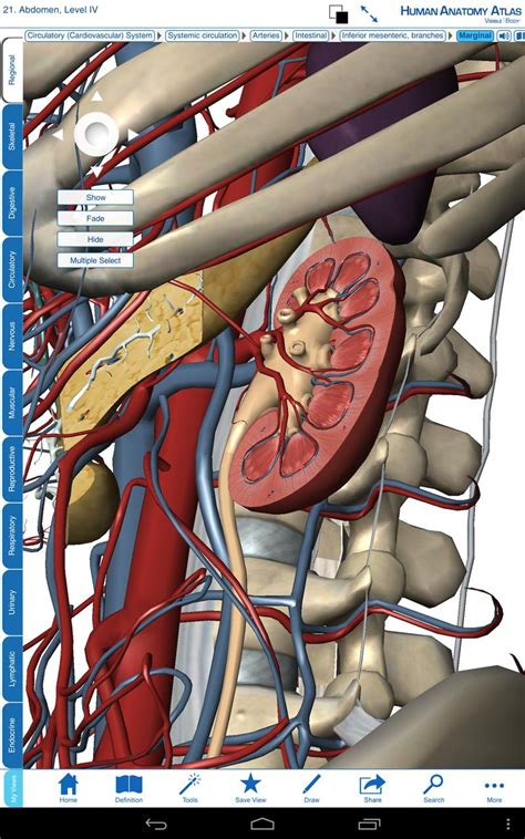 Visible body 3d human anatomy atlas 2 free download - stashokxxx