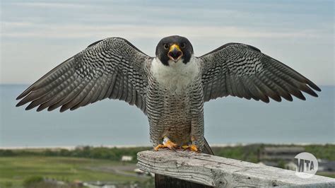 Peregrine falcon | Peregrine falcon, Peregrine, Merlin bird