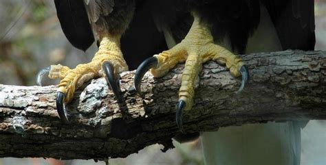 Bald Eagle Talons 753488 Stock Photo at Vecteezy