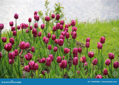 Purple tulips stock photo. Image of shining, blue, grass - 116969384