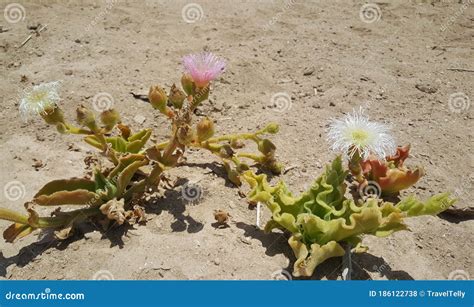 Flowers in the Namib Desert Stock Photo - Image of flower, nature ...