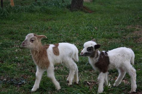 Katahdin Sheep | Red Creek Farm