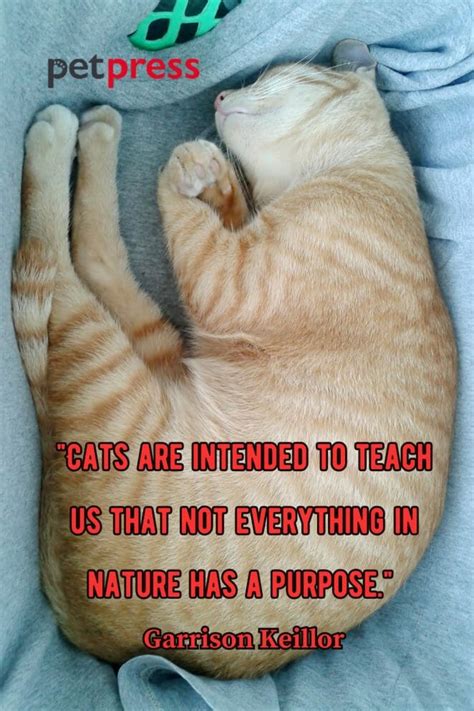 50+ Adorable Sleeping Cat Quotes That Can Spark Your Wit