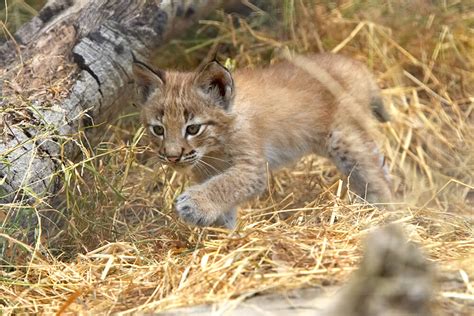 Iberian Lynx Cubs