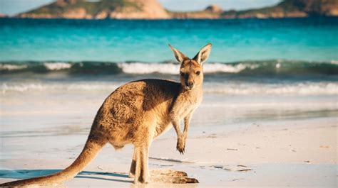 Kangaroo Island: An Overview | Bookmundi