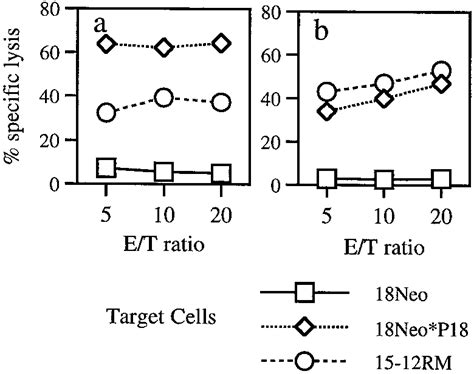 CTL lines established after several stimulations with spleen cells ...