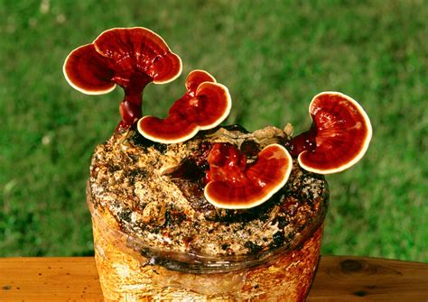 Reishi Mushroom Cultivation Technology