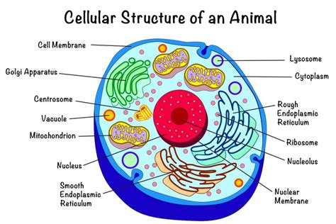 Animal Cell Structure