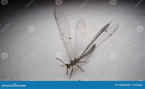 Antlion - Ant Lion Larva And Adult On The Hand. Stages Of The Antlion ...