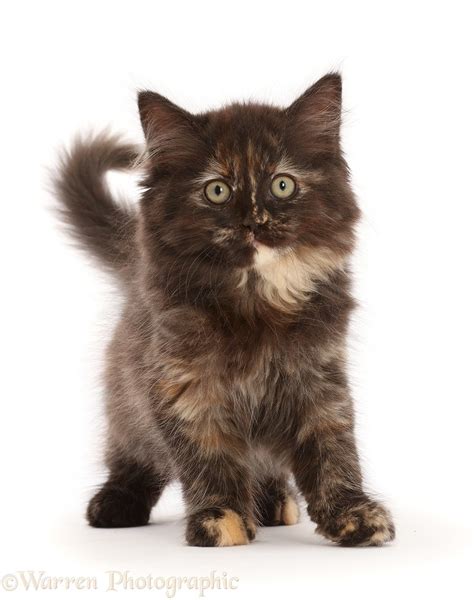 Chocolate tortoiseshell kitten, standing photo WP49985