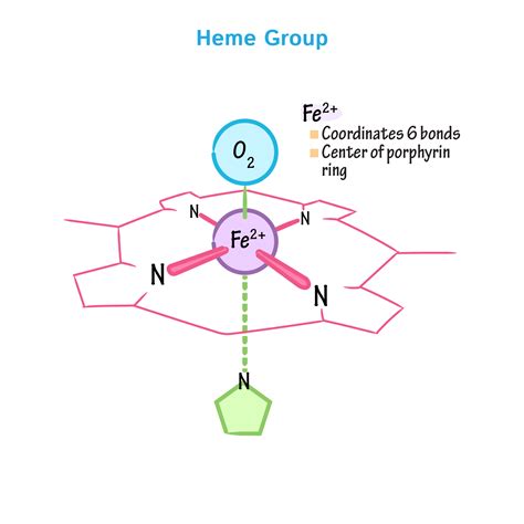 Biochemistry Glossary: Hemoglobin & Myoglobin: 1. Heme Group | Draw It ...