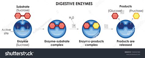 Enzymes Digestive Sucrase Enzyme Substrate Complex Stock Vector ...