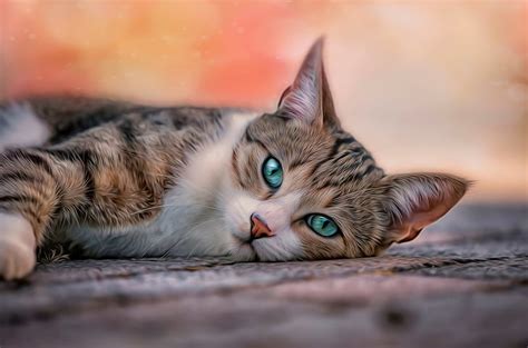 HD wallpaper: pets, cat, blue eyes,, brown and black tabby cat, cats ...