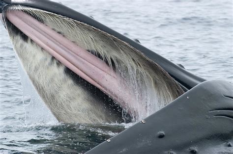 Humpback Whale Feeding Southeast Alaska Photograph by Flip Nicklin