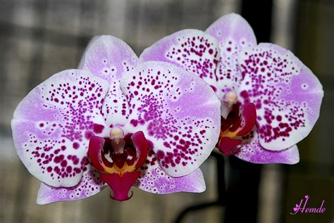 Phalaenopsis hybrids