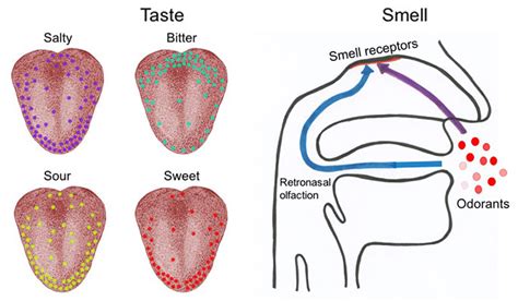 Battle of the Senses: Taste Versus Smell | Science Project