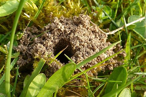 How to Identify and Control Ground Bees