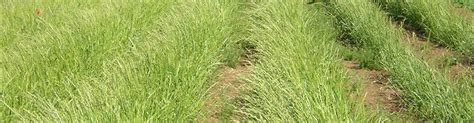 The Subtle Differences Between Fodder and Forage - The Hay Manager