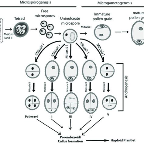 1 Plant life cycle shows an alternation of haploid and diploid ...