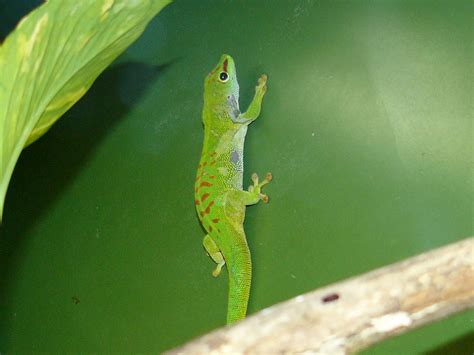 The Online Zoo - Madagascar Day Gecko