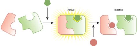 Activation and inactivation of of enzyme reactions | Learn Science at ...