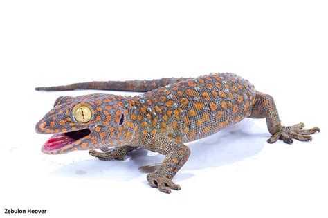 an orange and black gecko with its mouth open on a white background in ...