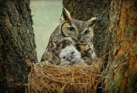 Owl Facts: Habitat, Behavior, Diet