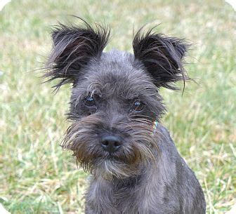 Bunny | Adopted Dog | Mocksville, NC | Schnauzer (Miniature ...