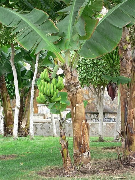 File:Banana tree with green bananas.jpg - Wikimedia Commons