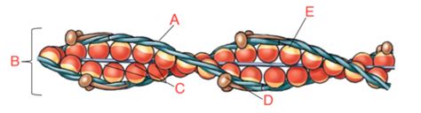 Muscular Setup Diagrams Flashcards | Quizlet