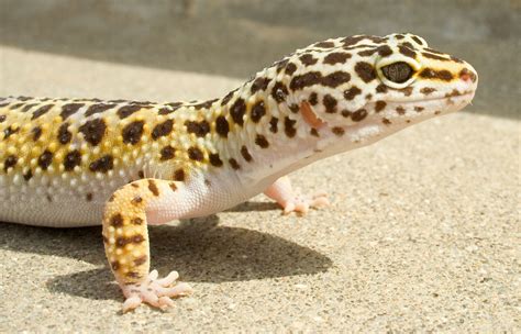 Leopard Gecko | Zoo Med Laboratories, Inc.