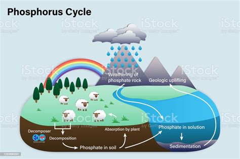 Diagram Siklus Fosfor Ilustrasi Stok - Unduh Gambar Sekarang - Sepeda ...