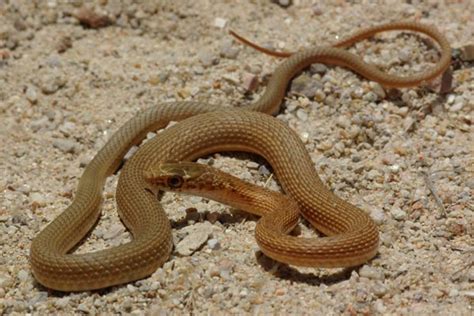 Coachwhip Snake Facts and Pictures | Reptile Fact