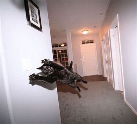 14 Awesome Pictures of Cats Jumping