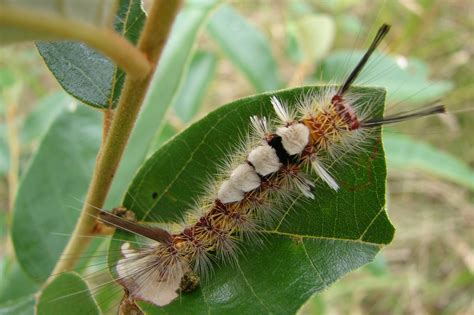 Caterpillars And Grubs Also Pupa | SPORTSMANS CREEK CONSERVATION AREA ...