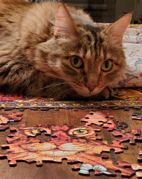 My cat, my cat puzzle. : r/jigsawpuzzlecats